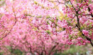 海棠和晚樱开花季节 海棠和晚樱开花季节是什么时候