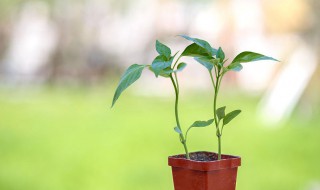 蟹爪兰套塑料袋如何开花 一起来看看