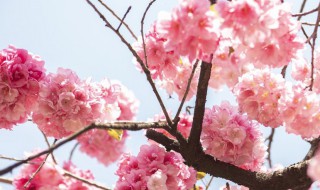 桃花和杏花是一个季节开吗 来这里看详细介绍