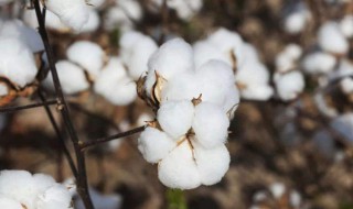 棉花种植季节 棉花什么时间种植