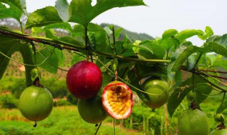 百香果什么季节种植 你知道吗