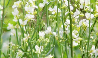 油菜花开花时能不能浇水 都来看看吧