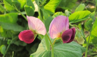 空心菜怎样才能开花结籽 一起来看看