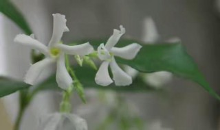 茉莉风车什么时候开花 茉莉风车的养护方法