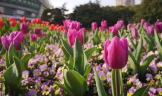 郁金香从播种到开花需要多少天 郁金香的播种季节是什么时候