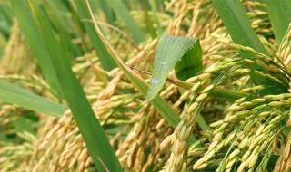 草本植物有哪些 草本植物都有哪些种类