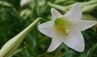 百合花种土里可以反复开花么 百合花种土里是可以每年反复开花的