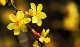 迎春花是什么 什么时候开花