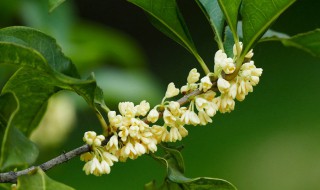 桂花3月份换盆后当年能开花 桂花3月份换盆当年是能开花的