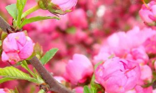 桃花和梨花是同一个季节吗 开花时间讲解