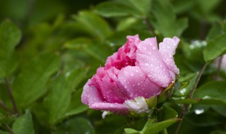 雨后的牡丹怎么形容 这些句子来形容很合适