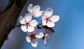 太原圪僚沟樱花几月开 你知道吗