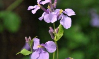 二月开花是什么兰 二月兰种子到底什么时候开花