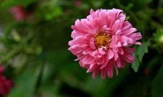 山菊花是什么季节开的 菊花的简单介绍