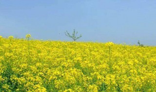 江浙油菜花在什么季节开花 油菜花不同地区开花时间