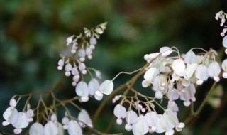 竹节海棠怎么能多开花 竹节海棠养殖方法