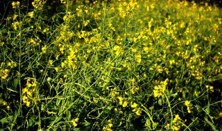 油菜开花什么时间 要怎么样才开花