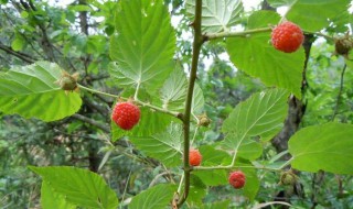 野生三月莓什么时候成熟 野生三月莓成熟的月份