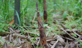 野生山竹笋什么时候长出来 野生山竹笋如何吃