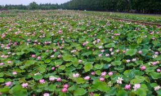 春天种莲花是最佳季节吗 莲花种植要点讲解