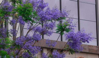 蓝花楹10年苗移栽几年开花 蓝花楹要几年才开花吗