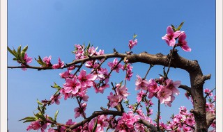 桃树杏树梨树分别是几月开花 桃树杏树梨树花期在什么时候