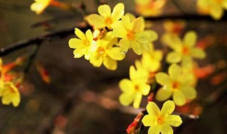 迎春花几时几分几秒开花 迎春花的花期是什么时候