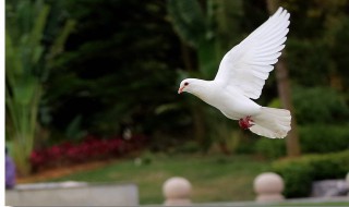 杀鸽子要放血吗 杀鸽子不要放血