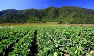 菜园种植搭配 菜园怎么搭配比较好