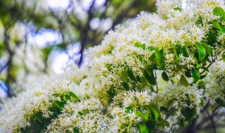 流苏树什么季节开花 流苏树有什么用