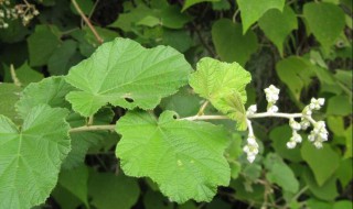 子叶在植物种子的萌发过程中起到什么作用 子叶的作用