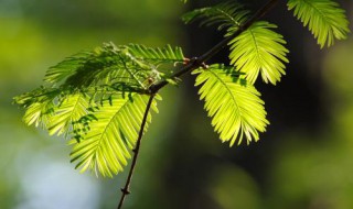 水杉是我国珍稀植物吗 水杉是几级保护植物