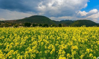 油菜花的古名叫什么? 油菜花简介