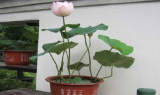 碗莲怎么催芽 碗莲催芽方法