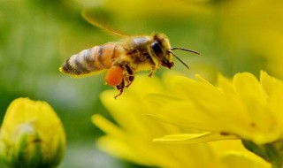 土蜂取蜜在几月 土蜂取蜜在9月到10月份