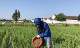 怎样施用肥料效果好 施用的方法都是一样的吗