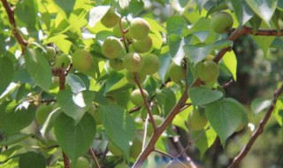 杏树的夏季修剪方法 杏树的夏季修剪方法简述