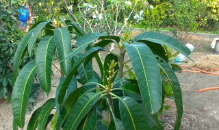 哪个季节嫁接果树最好 一年之中哪个季节果树最容易嫁接成活