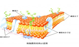 细胞膜蛋白的特点和作用 细胞膜蛋白及其功能