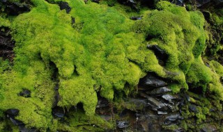 青苔怎么种 青苔种法