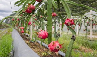 火龙果树种植技术 如何种植火龙果树