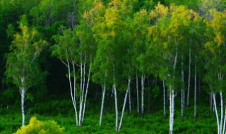 白桦树什么季节生长 白桦树在哪个季节生长