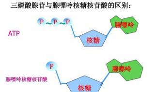 植物光合作用中ATP的生成场所 ATP内容介绍