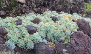 院里种矮小的花木 适合院里种的三种花木