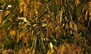 柳花和芦花是什么季节 柳花和芦花是什么时间