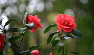 红山茶是什么季节的 红山茶的花期长吗