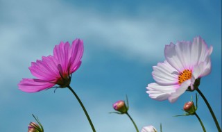 格桑花在哪个季节开花 格桑花什么时候开花呢