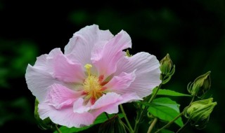 刚买的芙蓉花怎么养护 芙蓉花养护方法