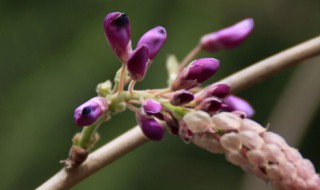 紫藤花什么时候发芽开花 紫藤花生长特性