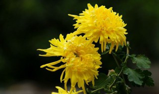 菊花冬天怎么换盆 菊花换盆的方法